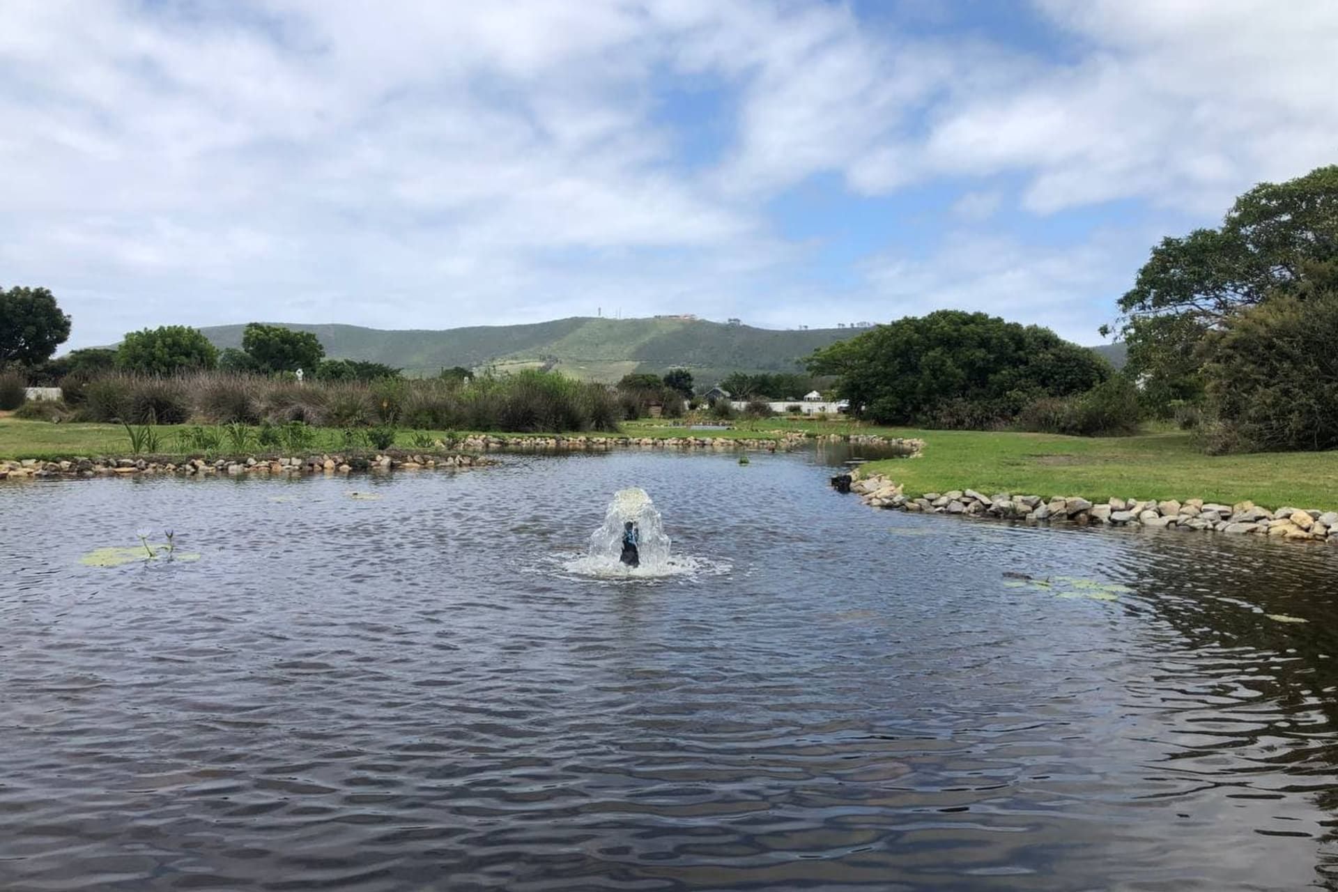 Thesen Island - Ornamental Ponds Rehabilitation